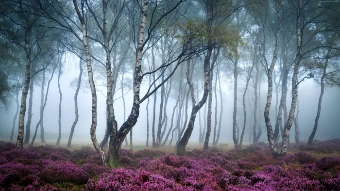 purple plants and green leafed trees during daytime nature photography 2k 4k