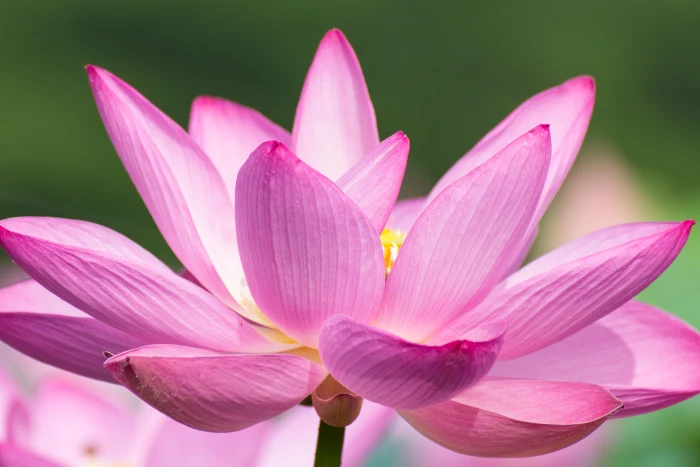 purple and white shallow focus of a flower lotus 2k 4k 5k