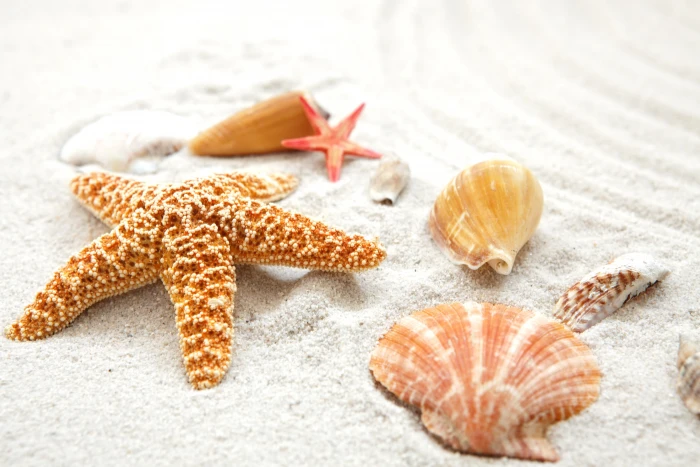 sand sea beach shore shell summer blue paradise starfish 2k 4k 5k