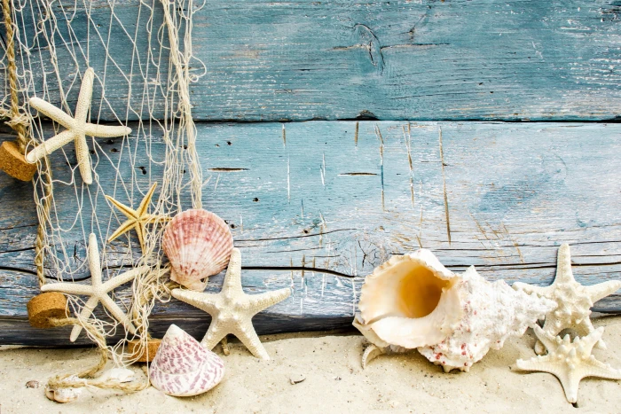 seashells decor sand beach wood marine starfishes animal Shell 2k