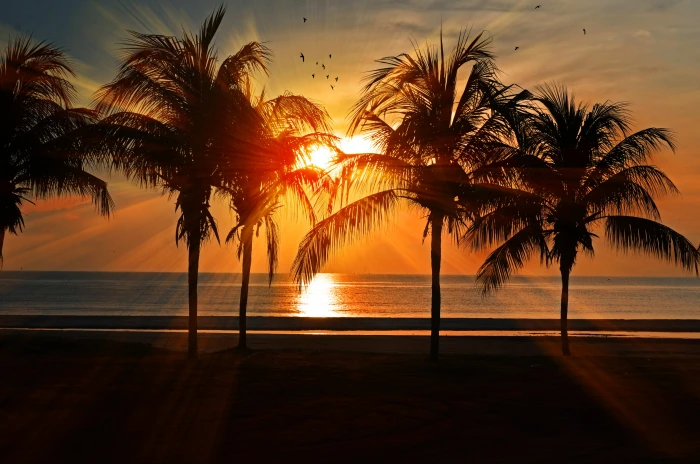 silhouette of trees near beach during sunset palm 2k 4k 5k