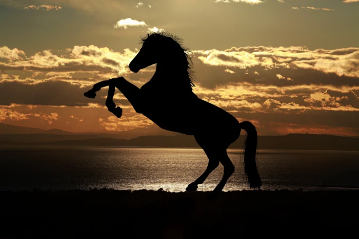 Stallion Horse in Silhouette Photography animal animals backlit 2k 4k 5k