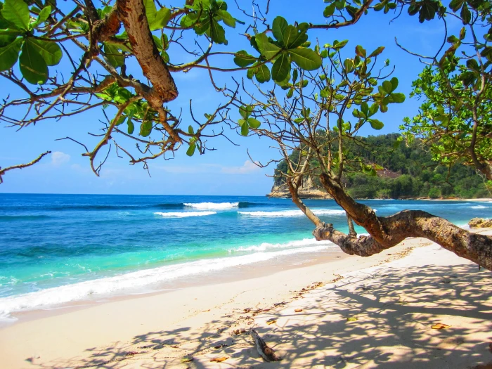 trees on seashore beach summer blue vacation 2k 4k
