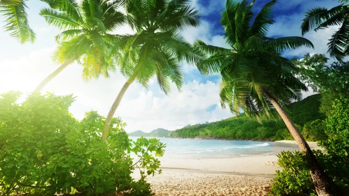 Tropical beach palm trees sand sea coast clouds green leafed plant 2k 4k