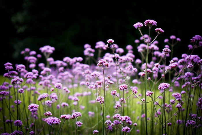 white flowers in close up photography verbena Verbena bonariensis 2k 4k 5k