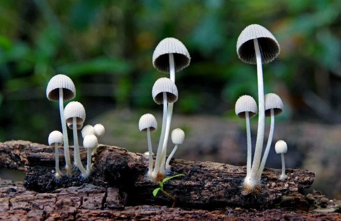 white mushrooms mycena sp fungi lumix FZ Mother nature 2k 4k 5k