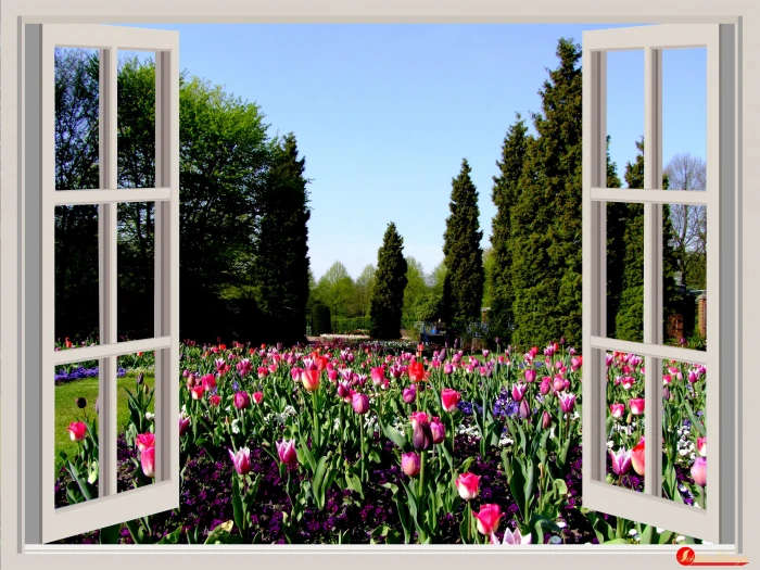 white wooden framed glass window flowers garden tulips red 2k 4k