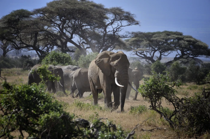 wildlife photography of group gray elephant near trees amboseli national park kenya 2k 4k