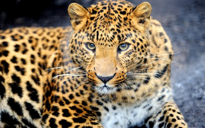 Animal Leopard Desktop Wallpaper Hd For Mobile Phones And Laptops 2k 4k 5k