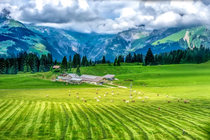 animal livestock on green field with gray houses trees and mountain in background 2k 4k