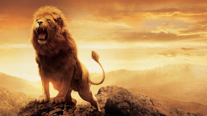 aslan nature The Chronicles of Narnia lion animal themes 2k 4k