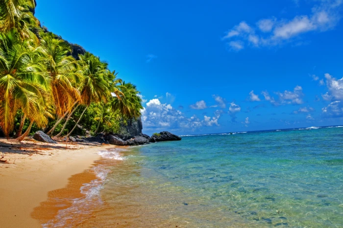 beach landscape palm trees tropical 2k 4k
