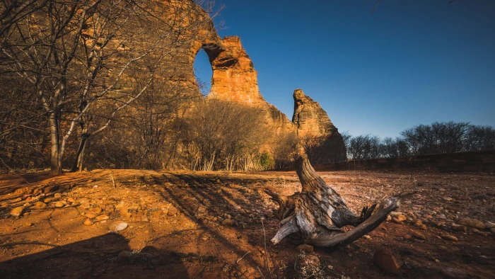 brown driftwood near green leaf tree serra da capivara 2k 4k