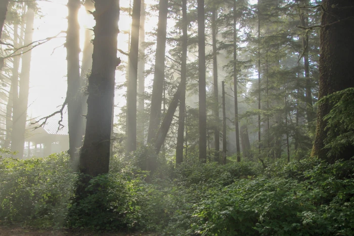 canada tofino chesterman beach wilderness fog august nature 2k 4k 5k