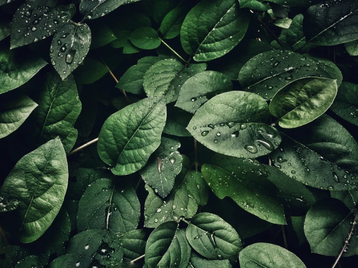 Close Up Photography of Leaves With Droplets wallpaper dew 2k 4k