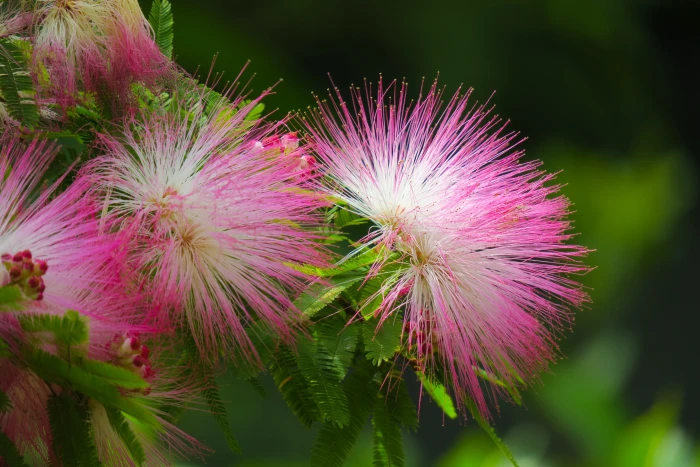 closeup photography of white and pink silk petaled flowers acacia 2k 4k 5k