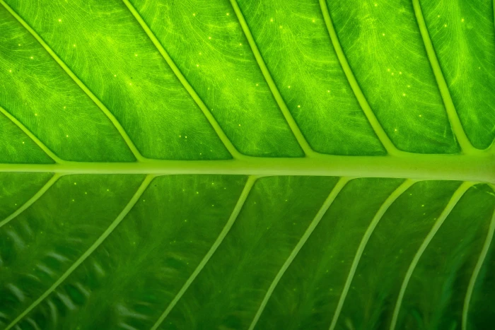 Closeup shot of a tree leaf texture nature abstract natural 2k 4k 5k