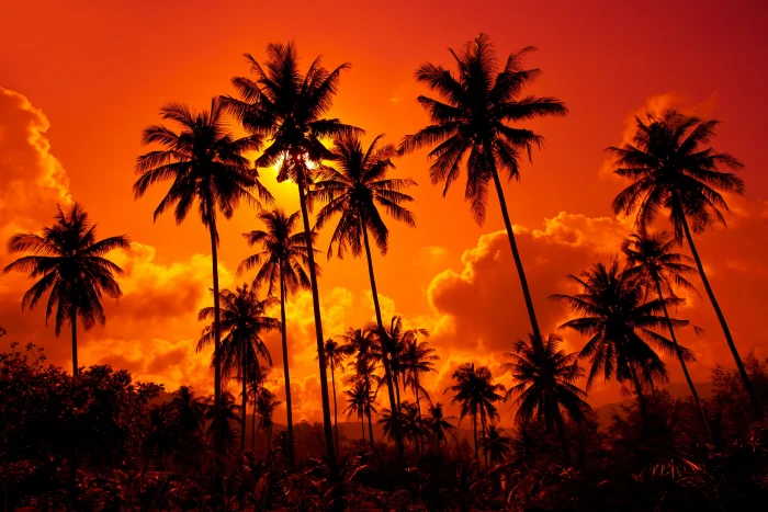 coconut trees the sky water clouds landscape nature beautiful 2k 4k 5k