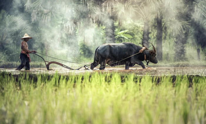 farmer with black water buffalo walking near green rice field during daytime 2k 4k 5k