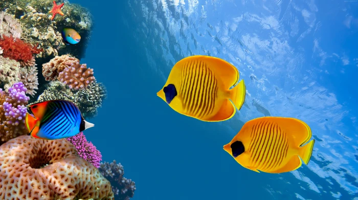 fish diving tourism Cocos Island Costa Rica Magnetic 2k 4k 5k