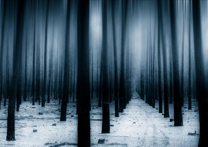 forest snow winter hd nature trees no people 2k 4k 5k