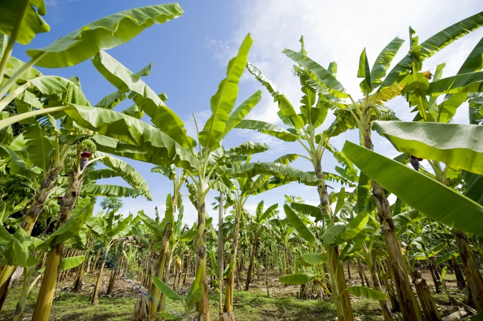 green banana tree at daytime plantation africa agriculture 2k 4k