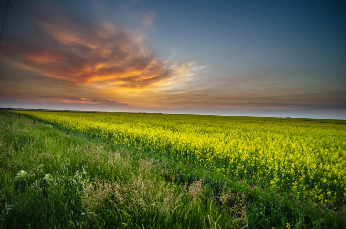 green field during sunset Mustard Farm clouds HDR nature 2k 4k 5k