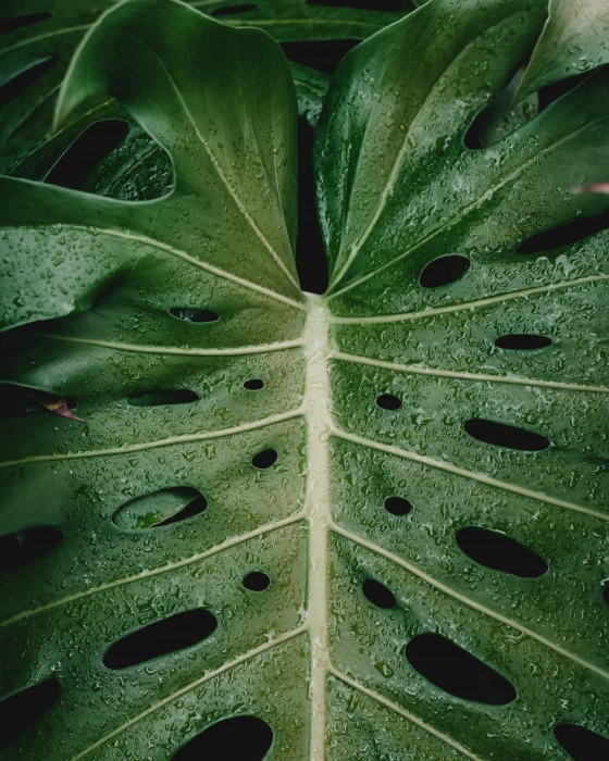 green leaf plant close up photo of droplet water drop 2k 4k