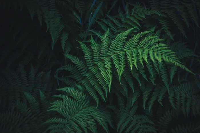 green leafed plant fern leaves carved nature backgrounds 2k 4k 5k