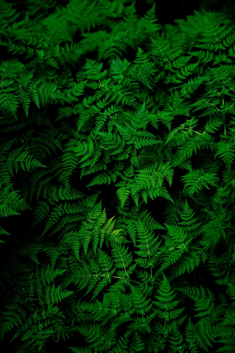 green leafed plant nature plants ferns macro leaves color 2k