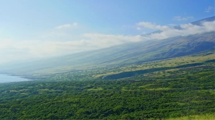 Hawaii Maui tropical forest tropics palm trees beach 2k 4k 5k
