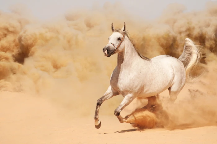 horse HD 2k 4k 5k 8k