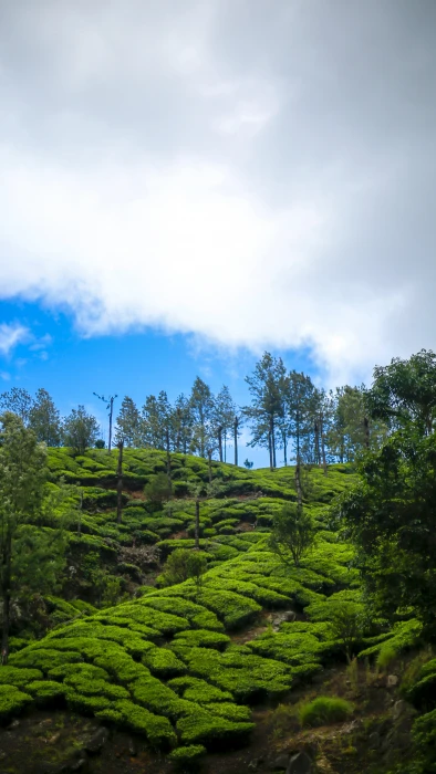 kerala nature green landscape munnar scenery mountain 2k