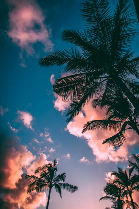 low angle photograph of palm trees summer outdoors tropical 2k 4k