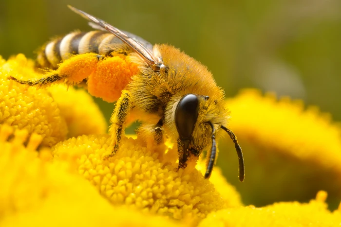 micro photo of Honey bee perched on yellow petaled flower insect 2k 4k 5k