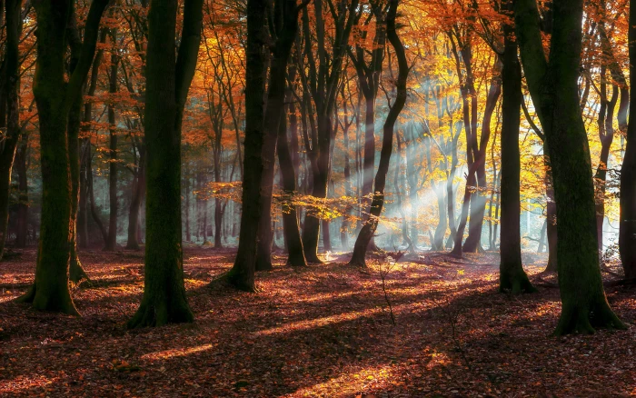 Morning Autumn Sun Rays Forest Deciduous Trees With Yellow And Red Leaves Landscape Nature Hd Wallpaper For Desktop Laptop Tablet Mobile Phones 2k 4k