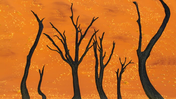 namibia wallpaper camel thorn tree desert 2k 4k 5k
