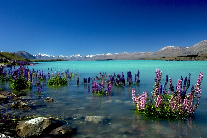purple petaled flowers at the calm body of sea with brown as background lupins 2k 4k