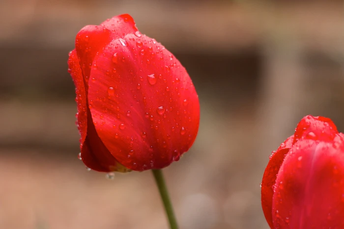 red flower with water drops tulips Wet nature plant 2k 4k 5k