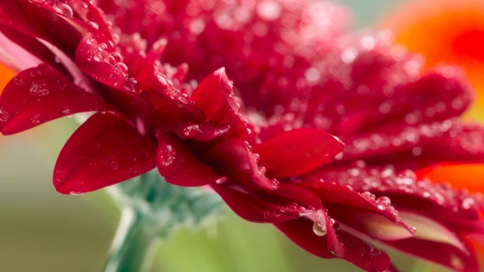 red gerbera daisy flower with water dew wallpaper 2k 4k 5k 8k