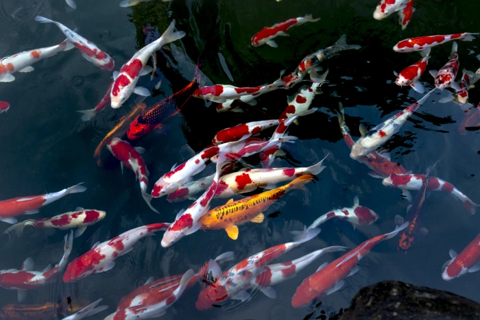 School Of Koi Fish animals aquatic animal pond school of fish 2k 4k 5k 8k