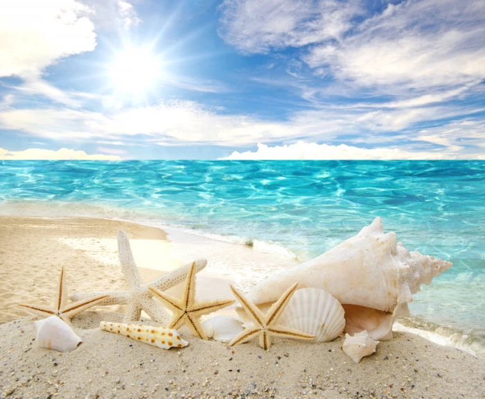 starfishes conchs and clam shells sand sea beach the sun 2k 4k 5k