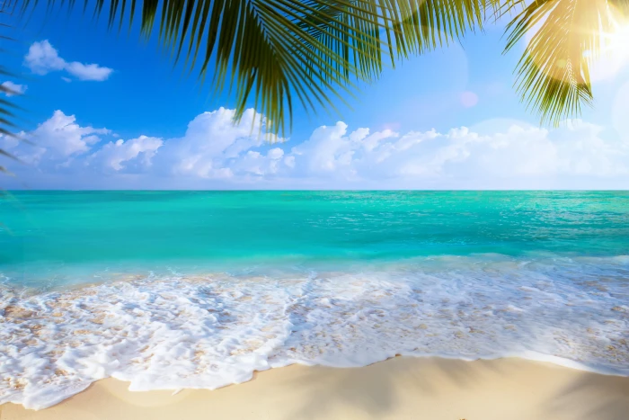 teal sea sand beach palm trees shore summer paradise palms 2k 4k 5k