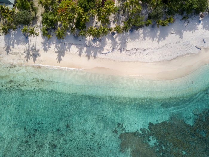 Top View Photo of Beach coconut trees drone cam photography 2k 4k