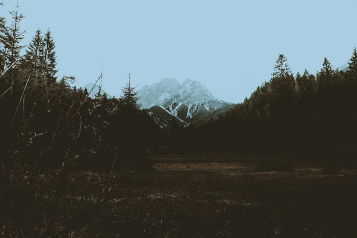 trees and mountain scenery pine at daytime 2k 4k 5k