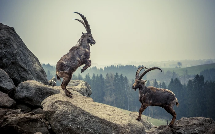 two brown goats capricorn rock animal mountains alpine ibex 2k 4k