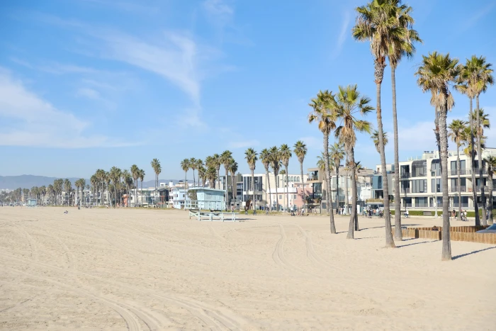 united states los angeles venice beach tree california 2k 4k 5k