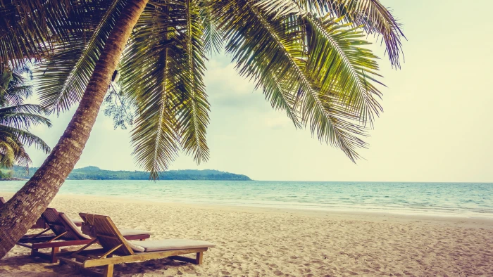 vacation relaxing palm summer sunlight water ocean tree 2k 4k