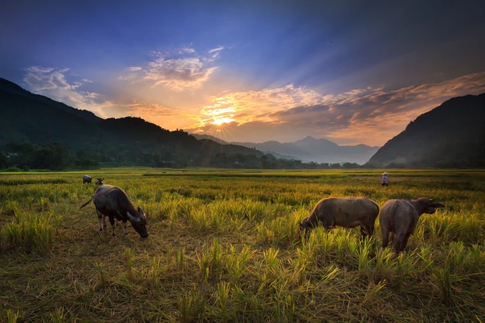 water buffalo eating grass during sunset on the rice field 2k 4k 5k