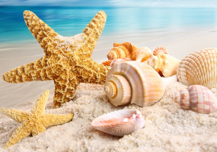 yellow starfishes and conches sand sea beach nature shell 2k 4k 5k